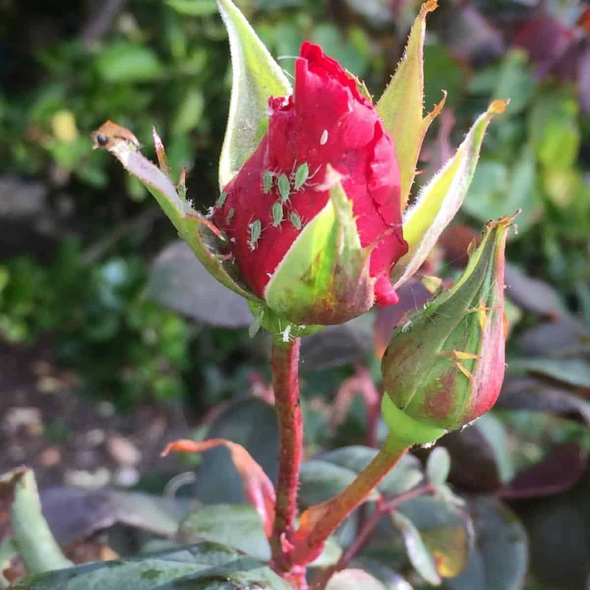 How To Control Aphids on Roses With A Home Remedy