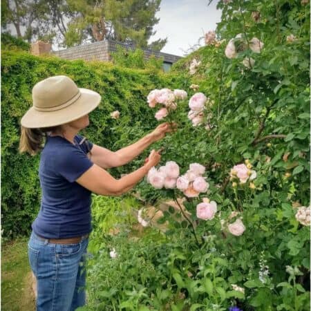 How To Prune Knockout Roses - [5 Video Tips]
