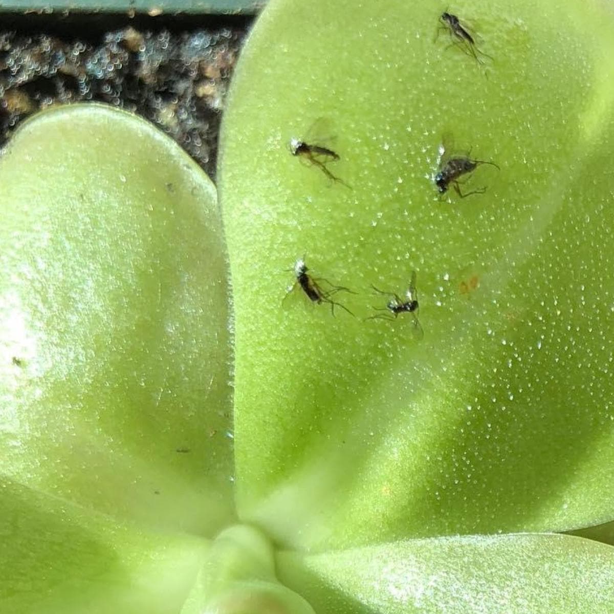 How To Get Rid Of Fungus Gnats With Hydrogen Peroxide