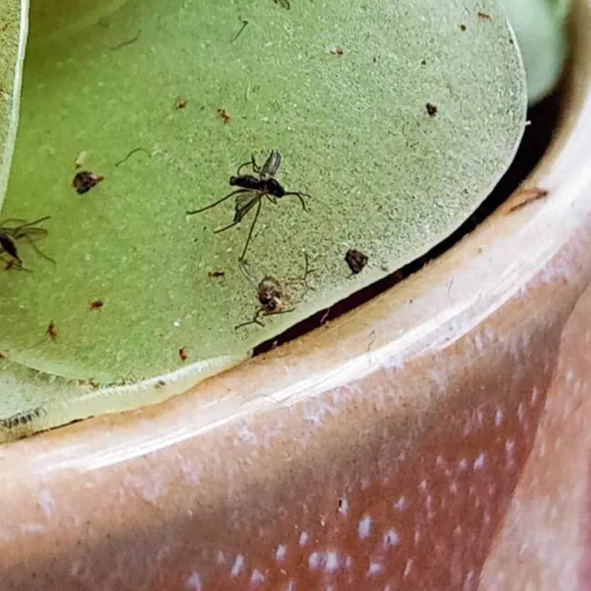 How To Get Rid Of Fungus Gnats With Hydrogen Peroxide