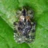 Lace Bug: What Are Lace Bugs, How To Control Them