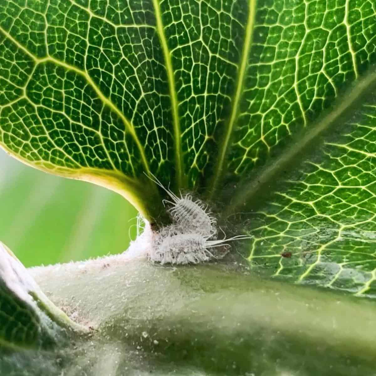 Mealybug on leaf vein, pest close-up.