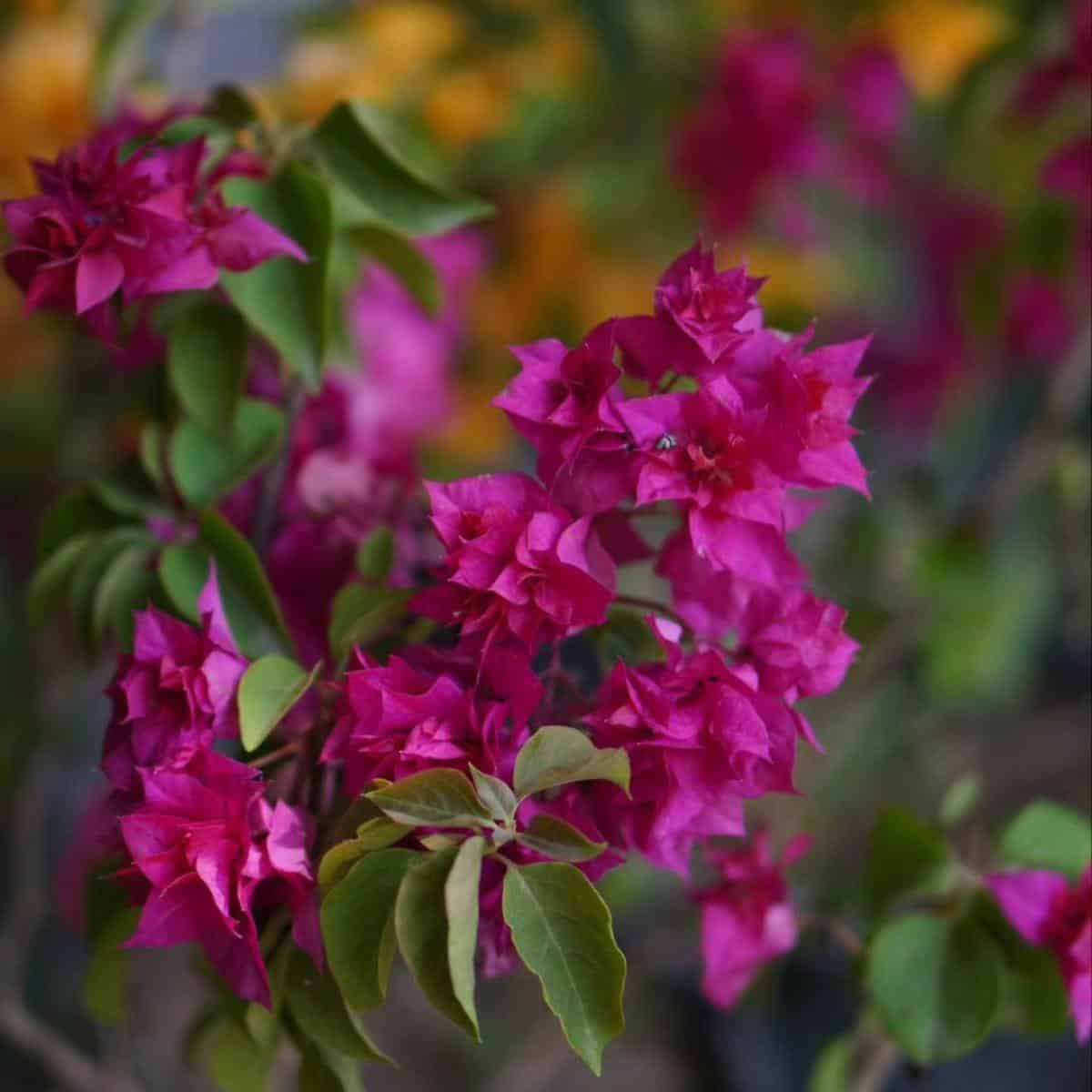 12 Tips On Watering Bougainvillea Plants | Plant Care Today