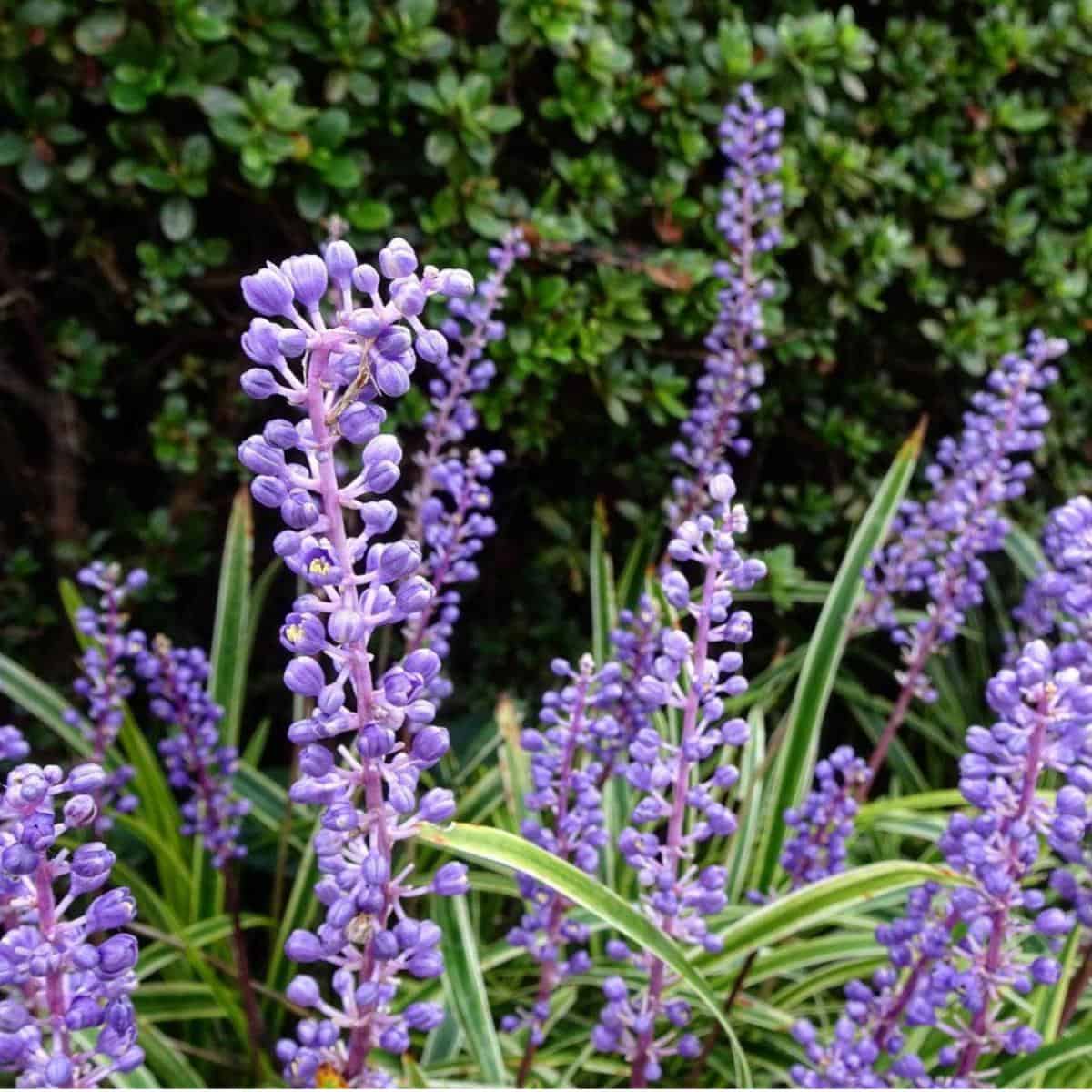 Liriope Muscari Care: Growing The Giant Liriope Plant