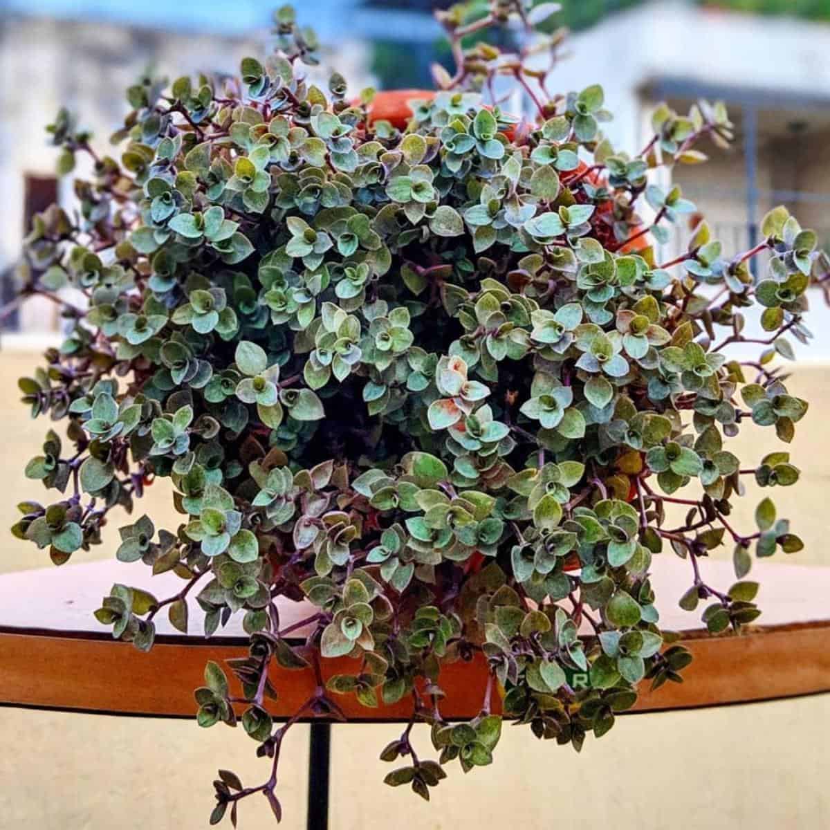 Bolivian Wandering Jew