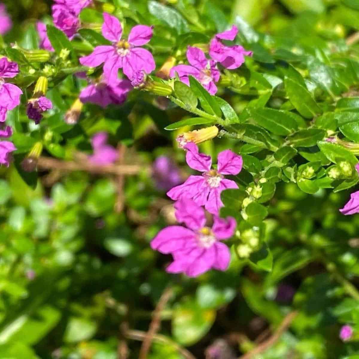 care-of-mexican-heather-how-to-grow-cuphea-hyssopifolia