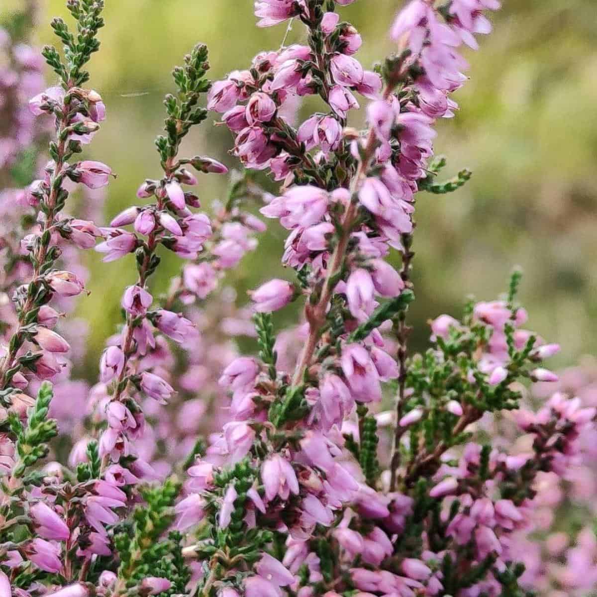 Calluna Vulgaris Care All About Growing Common Heather Calluna Vulgaris Care All About Growing Common Heather