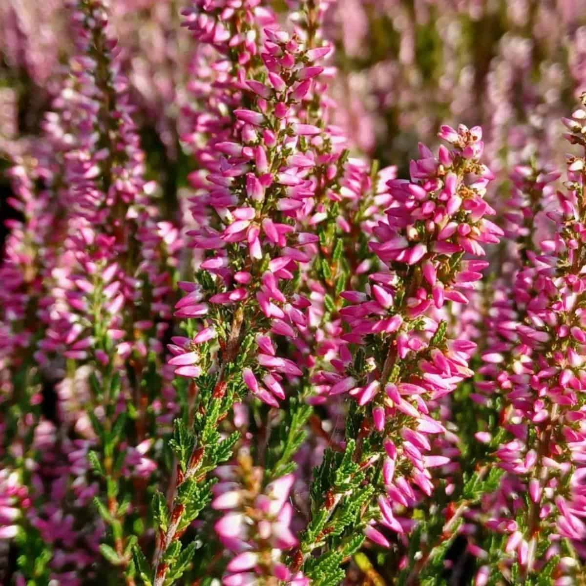 Calluna Vulgaris Care All About Growing Common Heather Calluna Vulgaris Care All About Growing Common Heather