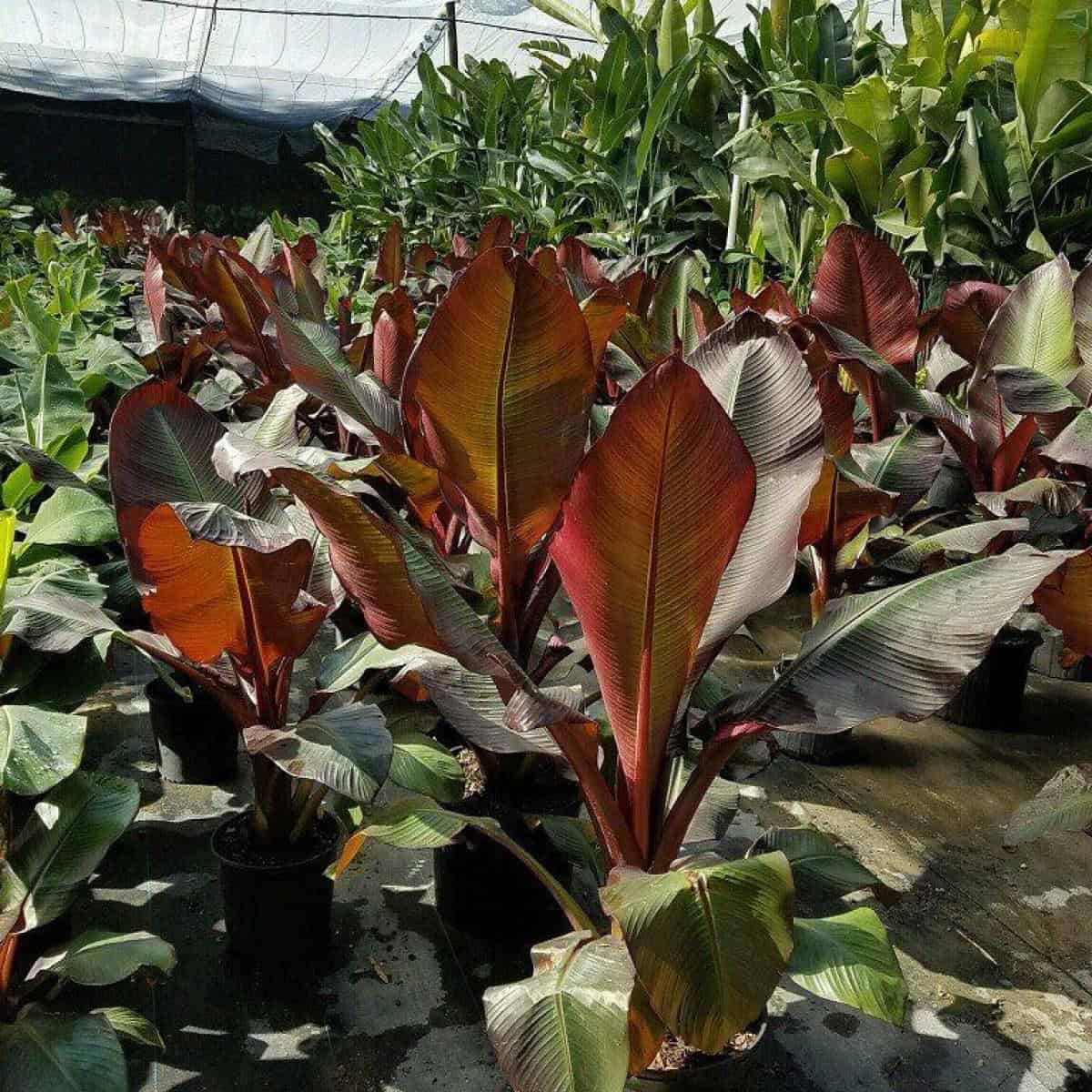Ensete Maurelii Care: All About Growing Red Abyssinian Banana