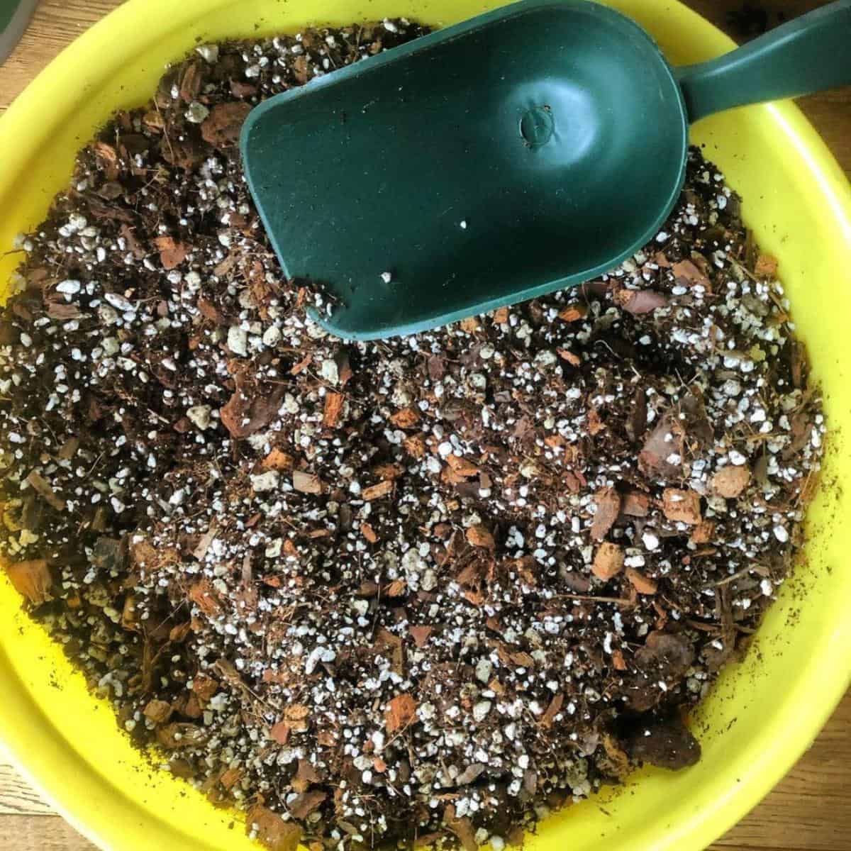 Hoya Soil: What Is The Best Soil For Growing Hoya Plants?