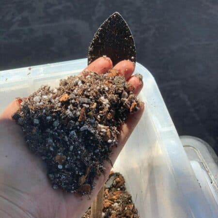 Hoya Soil: What Is The Best Soil For Growing Hoya Plants?