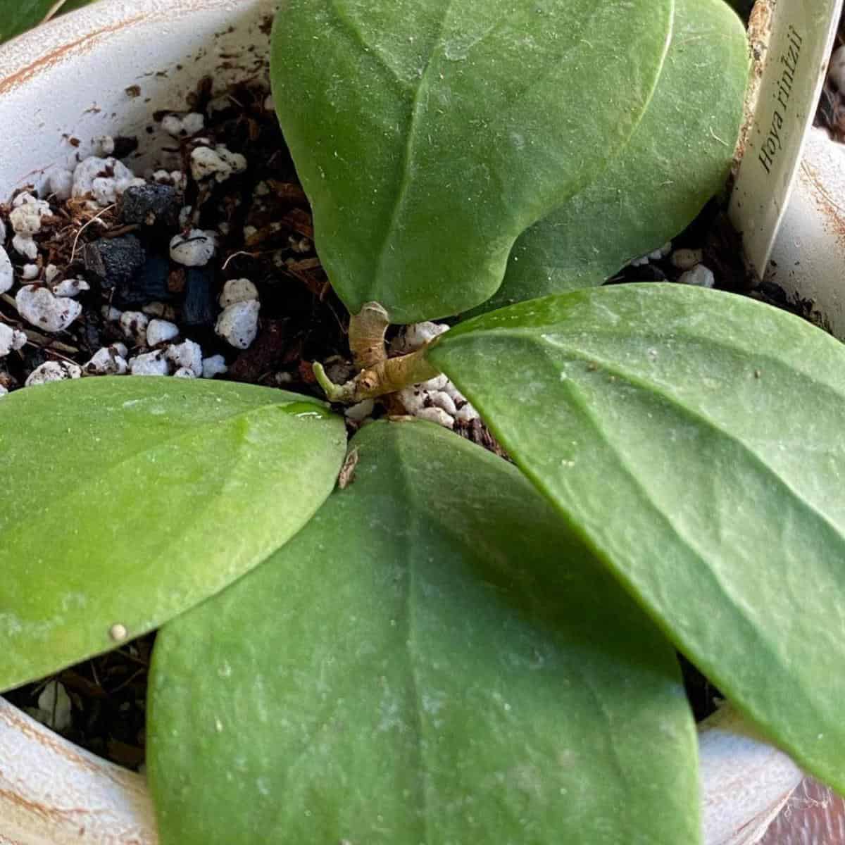 Hoya Soil: What Is The Best Soil For Growing Hoya Plants?