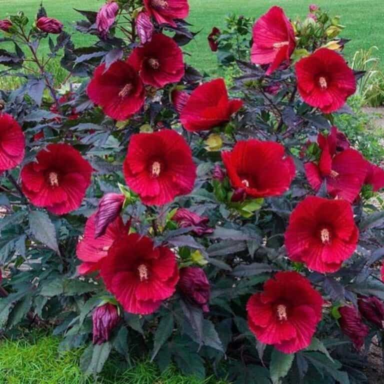 Master Midnight Marvel Hardy Hibiscus Propagation | Easy Propagation Tips