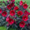 How to Grow and Care for Midnight Marvel Hibiscus