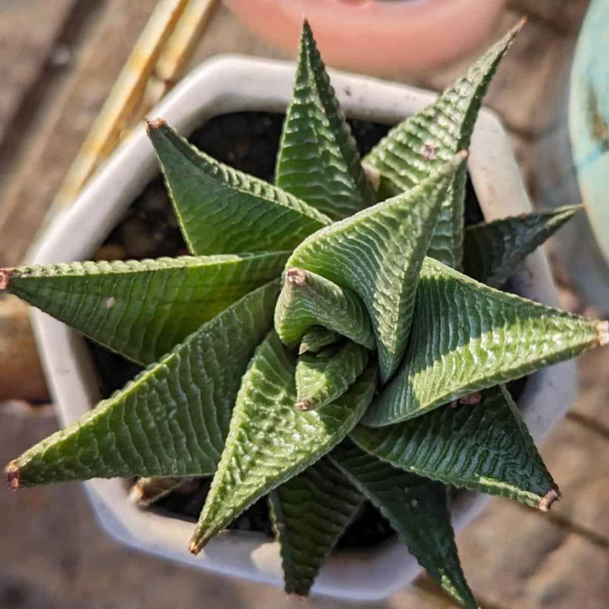 Haworthia Limifolia: [Fairies Washboard] Growing and Care