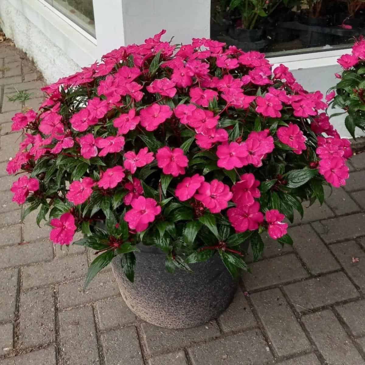 How To Grow and Care For Sunpatiens® Plants | PlantCareToday