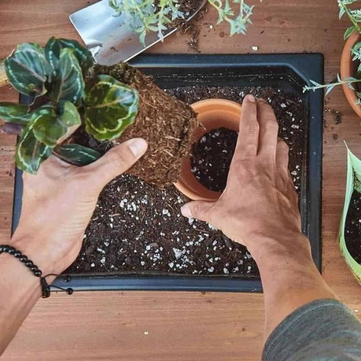 Should I Repot Plants After Buying? Should You Repot A New Plant?