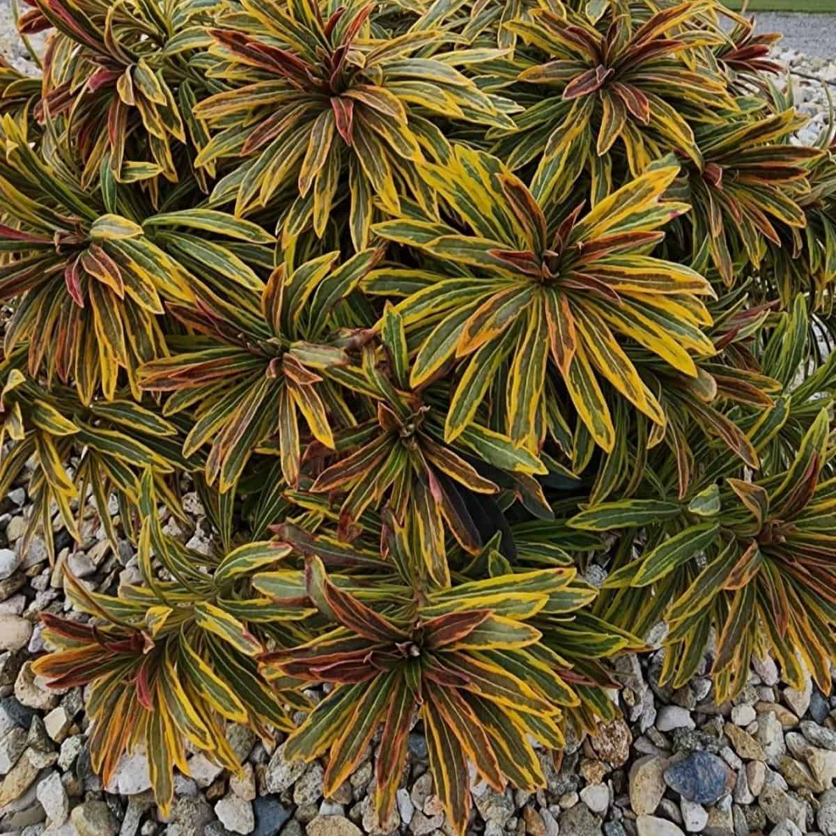 growing-euphorbia-ascot-rainbow-learn-euphorbia-martinii-care