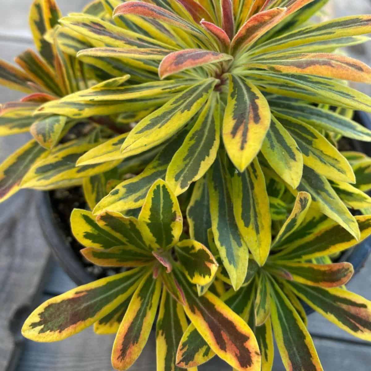 Euphorbia Ascot Rainbow Care