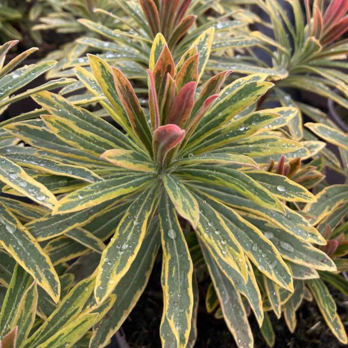 Euphorbia Ascot Rainbow Care