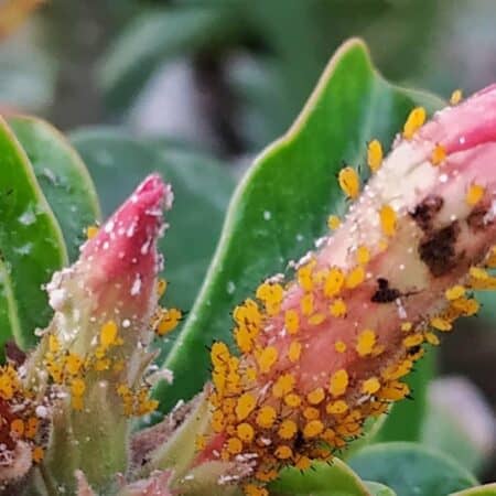 Tips On Controlling Adenium Desert Rose Pests And Diseases