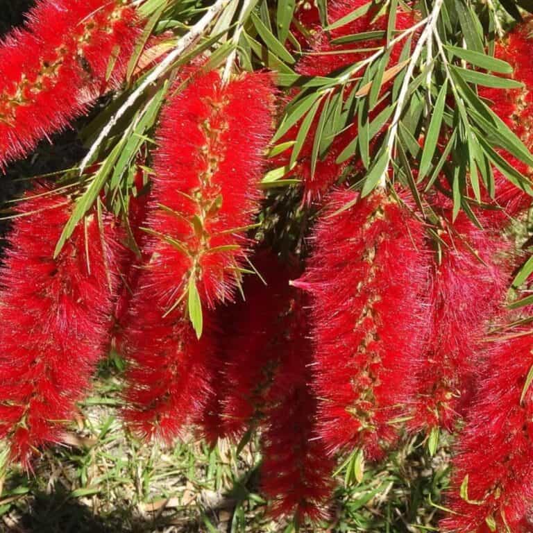 Bottle Brush Tree Care: How To Grow The Callistemon