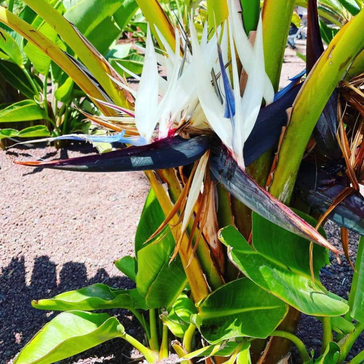 White Bird of Paradise Care: How To Grow Strelitzia Nicolai [UPDATED]