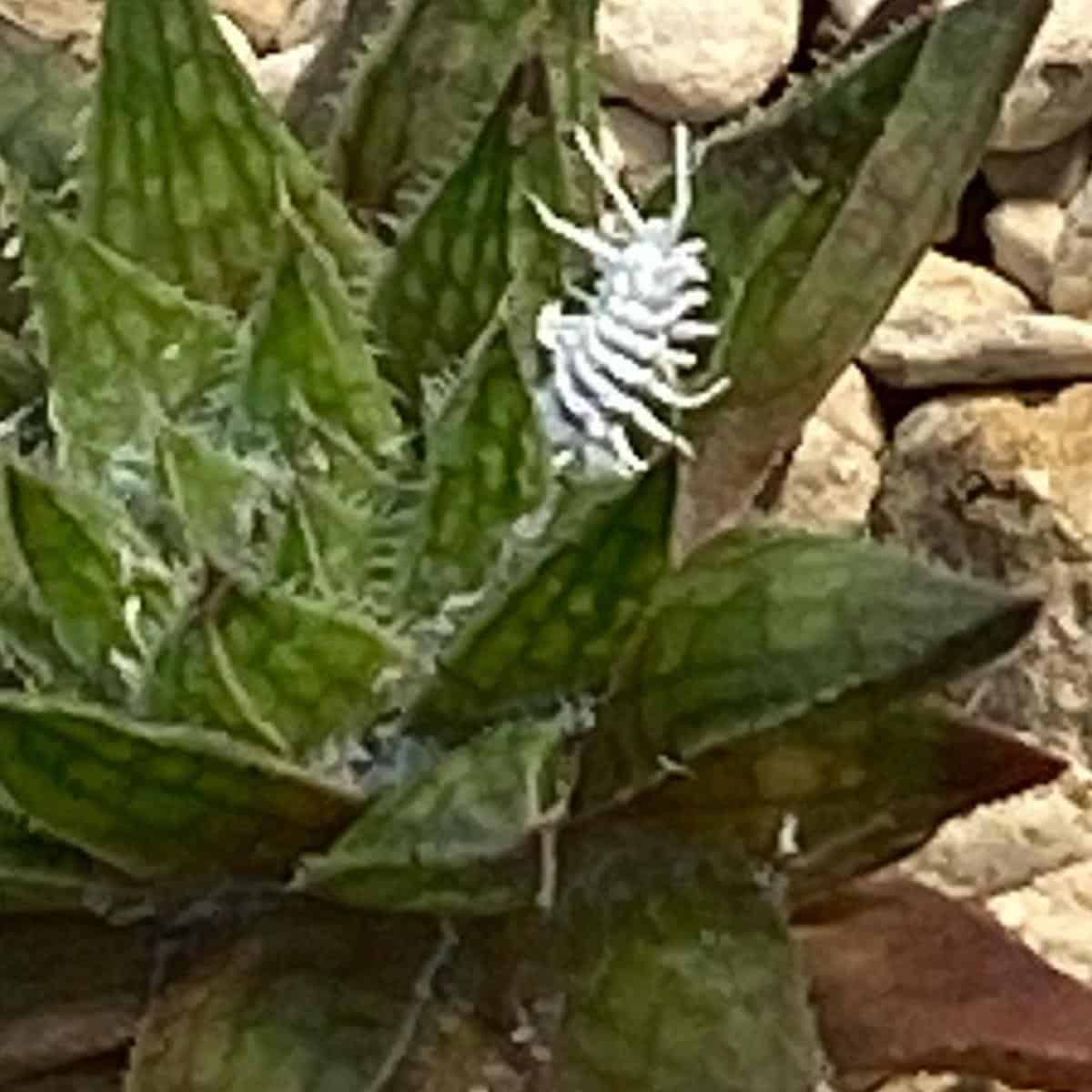Mealybugs On Cactus Controlling And Getting Rid Of Cactus Mealybug