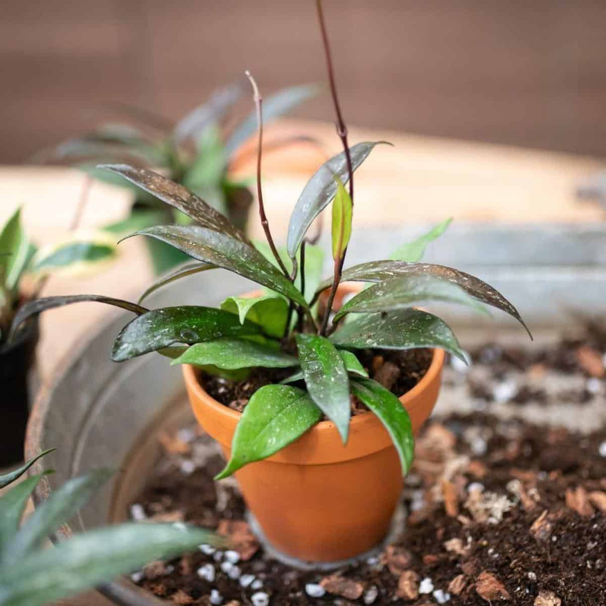 Hoya Soil: What Is The Best Soil For Growing Hoya Plants?