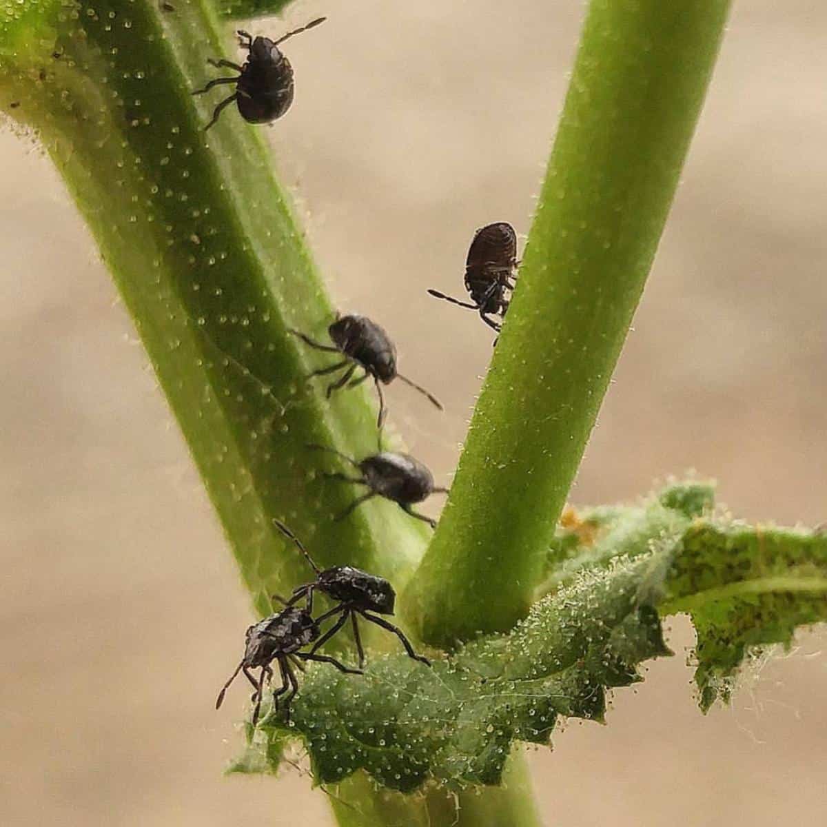 How To Identify Black Aphids _ Black Aphids – XSLL