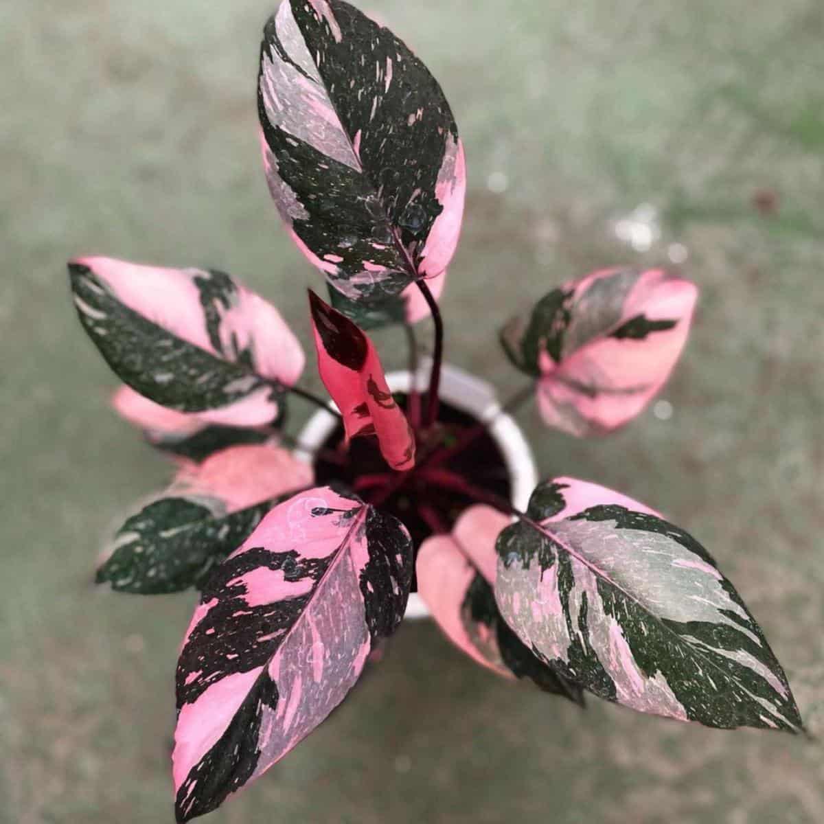 15+ Philodendron Pink Princess Care Questions and Answers