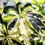 Schefflera Arboricola Plant: Dwarf Umbrella Tree Growing And Care