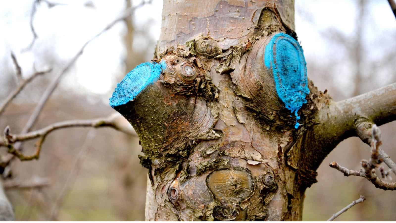 Tree trunk with vibrant blue markings.