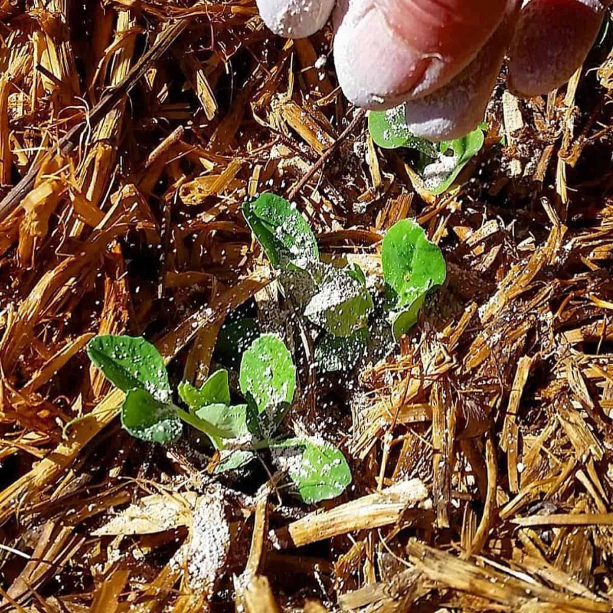 Does Diatomaceous Earth Kill Mealybugs
