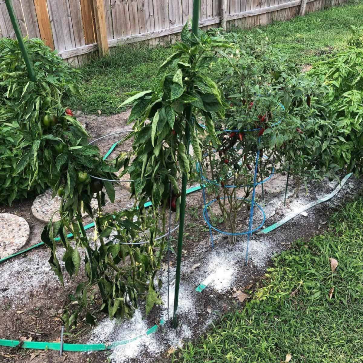 Does Diatomaceous Earth Kill Mealybugs