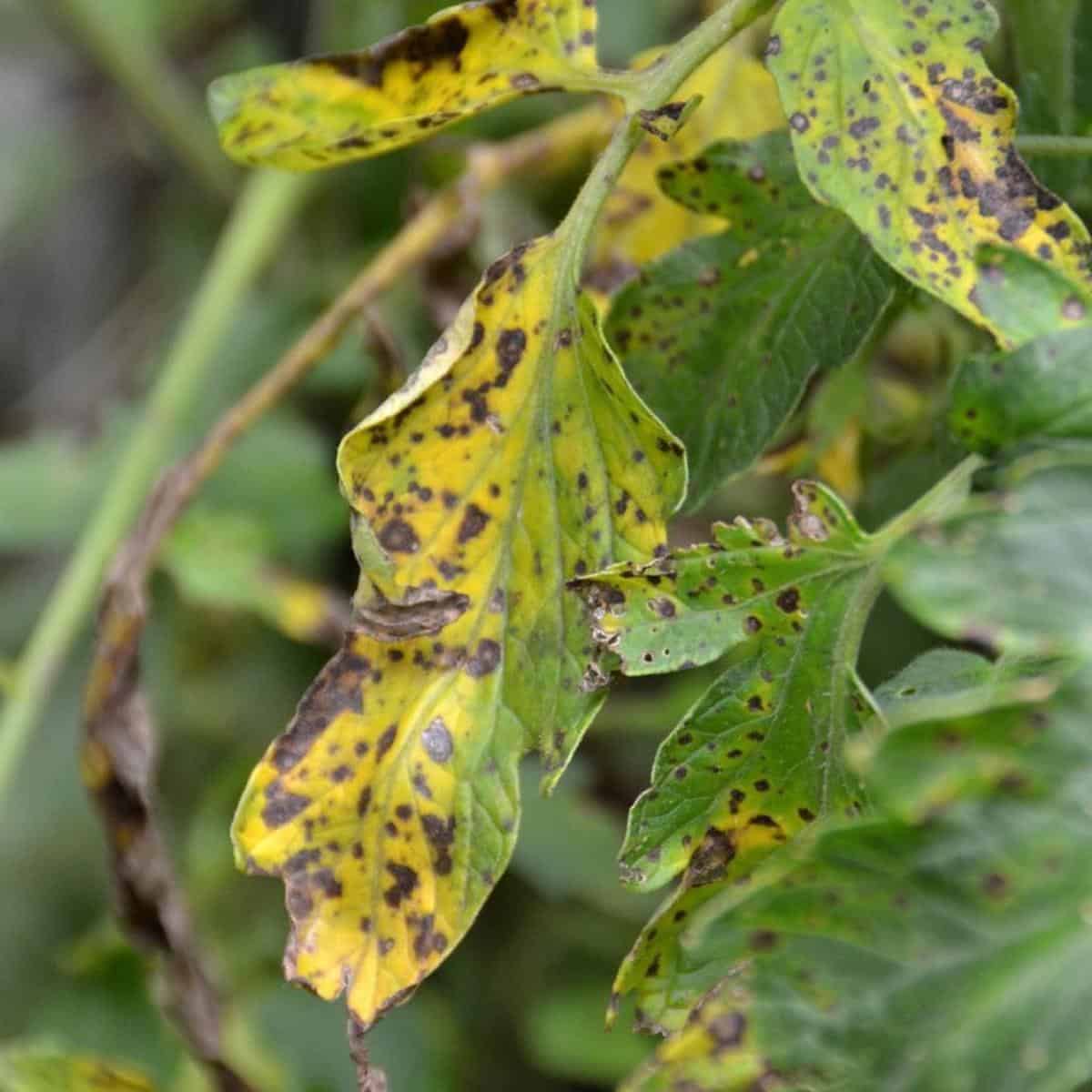FIXES For 21 Common Tomato Plant Problems and Diseases