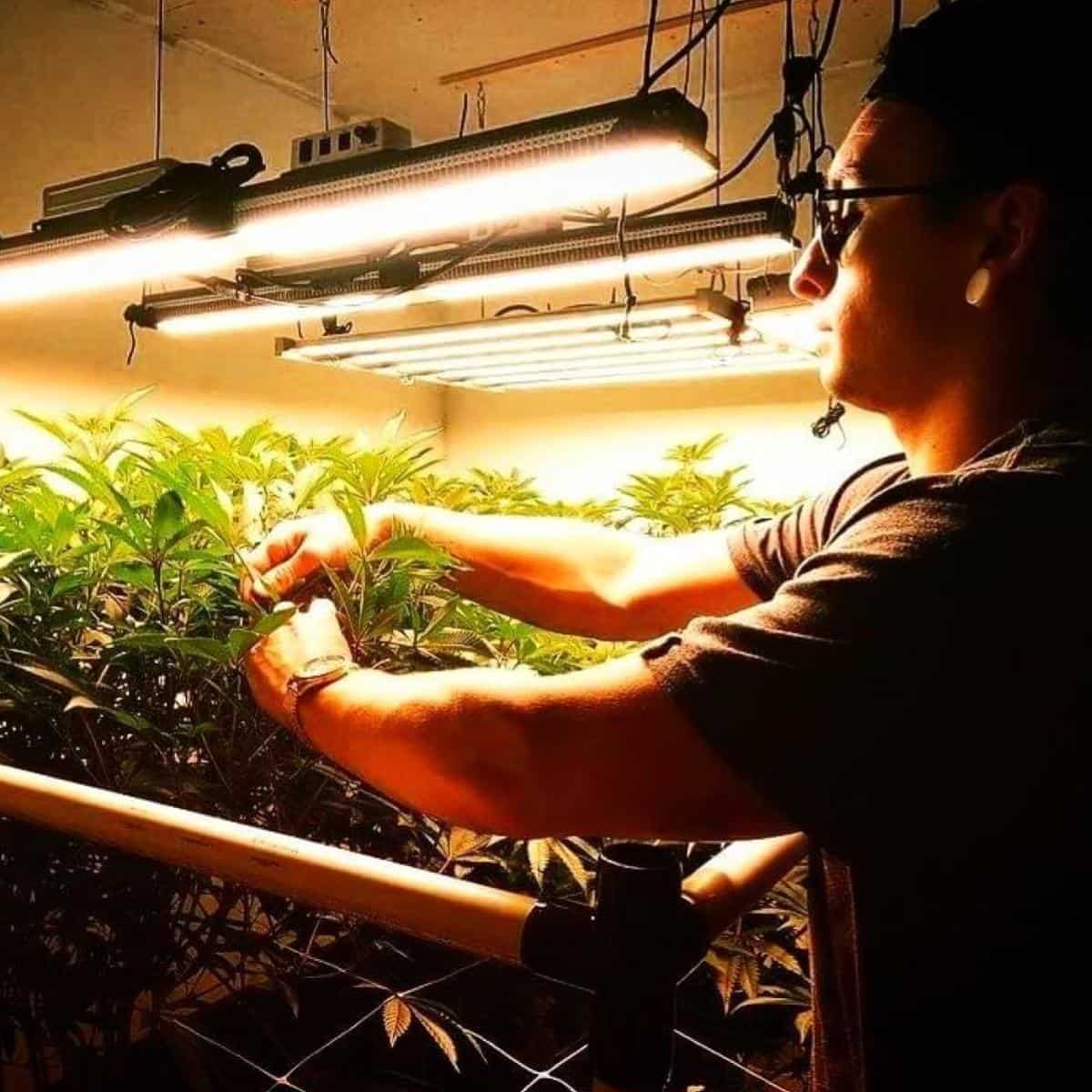 Artificial Light For Plants Growing Indoors With Artificial Light