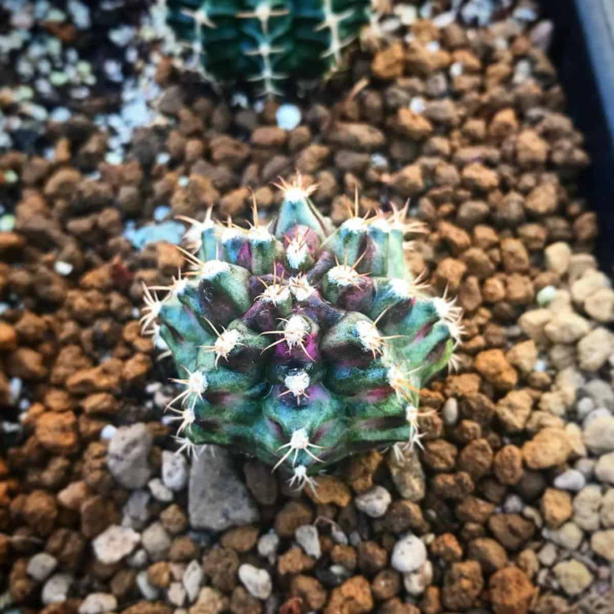 Homemade Cactus Soil Mix: How To Make A Quality Potting Soil For Cacti