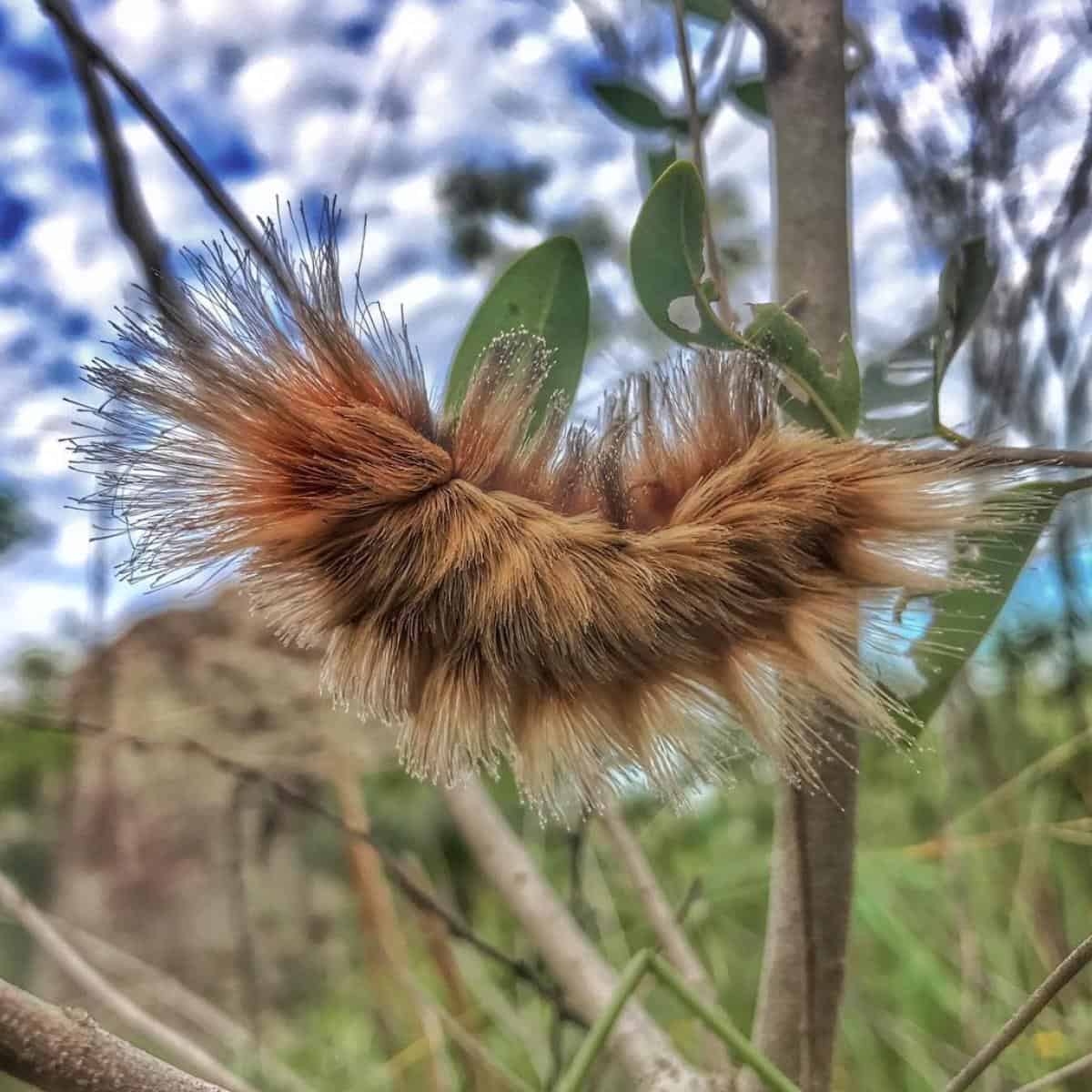 Puss Caterpillar [BEWARE] Control and Kill Stinging ASP Caterpillars