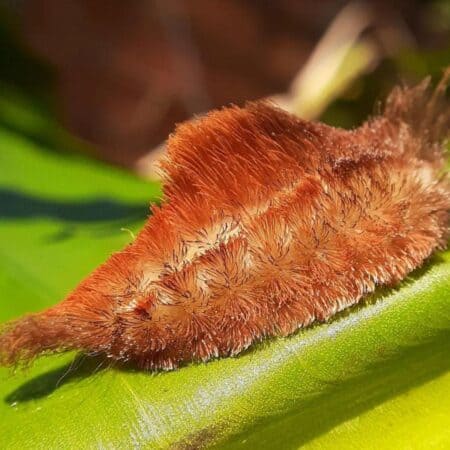 Puss Caterpillar [BEWARE] Control and Kill Stinging ASP Caterpillars