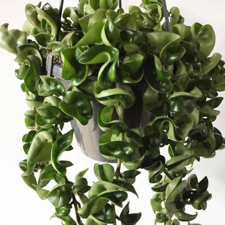 Hindu Rope Plant Care: How To Grow Hoya Compacta “Krinkle Kurl”
