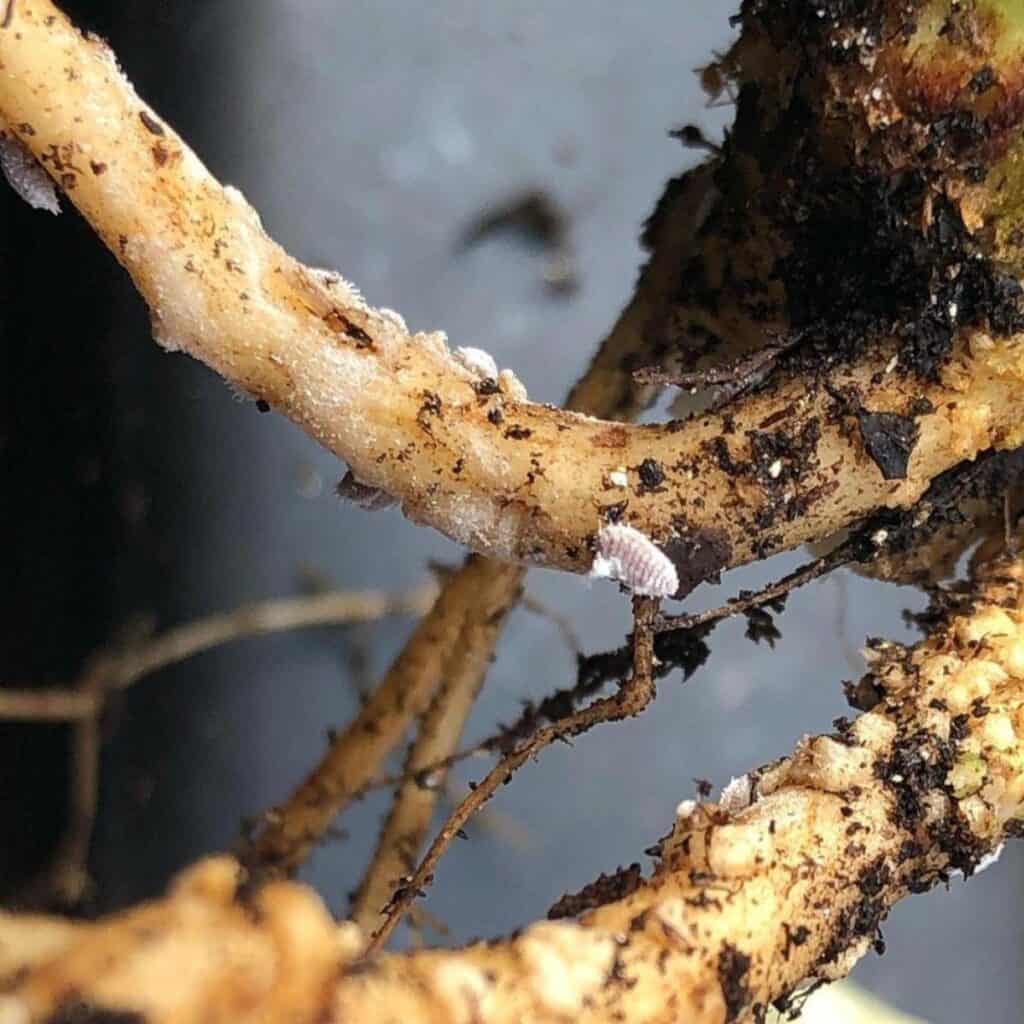 Root Mealybugs Tips On Treating Root Mealy Bugs Root Mealybugs Tips On Treating Root Mealy Bugs
