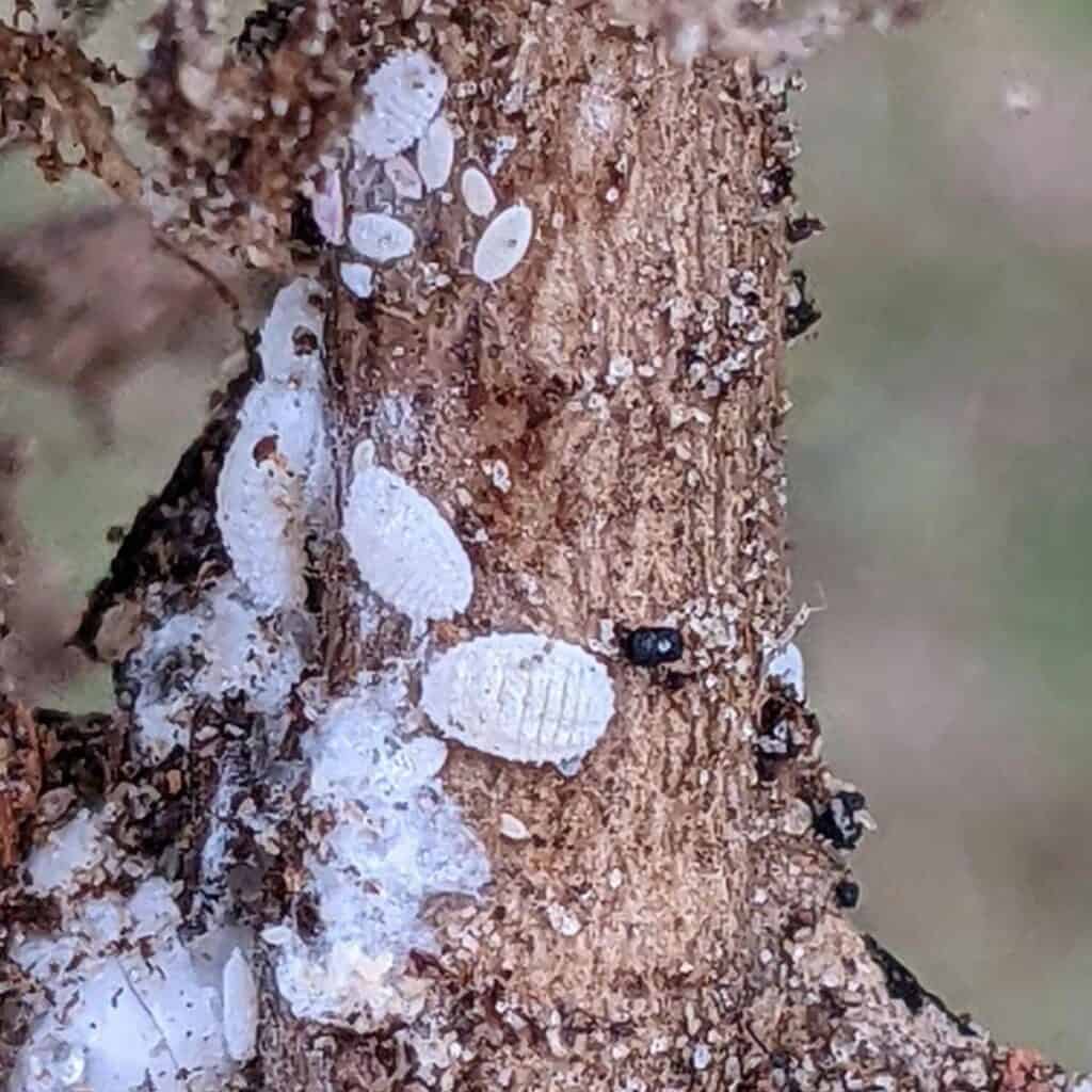 Root Mealybugs Tips On Treating Root Mealy Bugs Root Mealybugs Tips On Treating Root Mealy Bugs