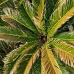 Sago Palm Turning Yellow: 7 Reasons For Sago Palm Yellow Leaves