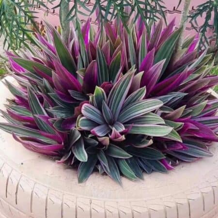 How To Care For Oyster Plant Tradescantia Spathacea