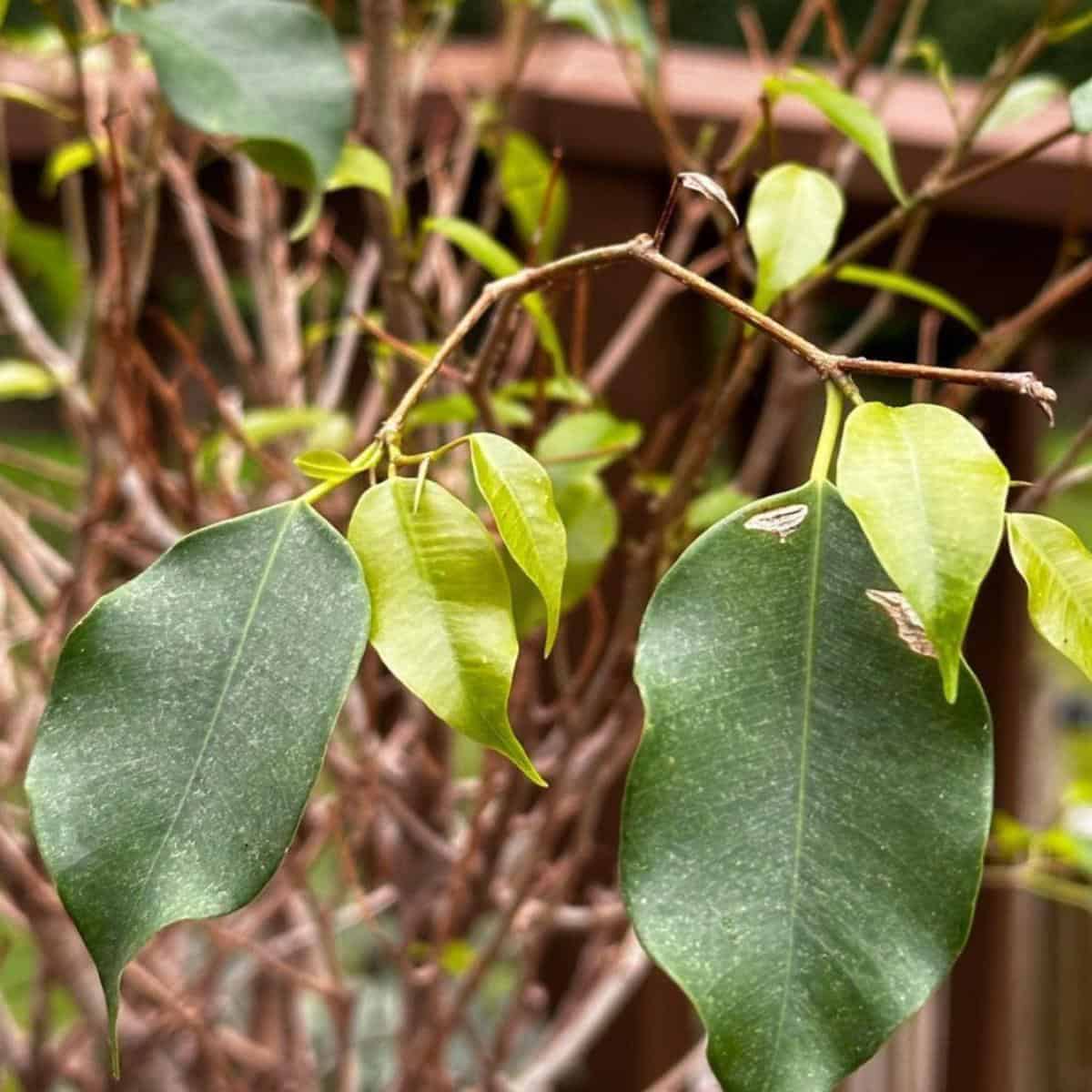 why-is-my-ficus-dropping-leaves-weeping-fig-losing-leaves