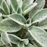Lambs Ear Plant Care: How To Grow Stachys Byzantina