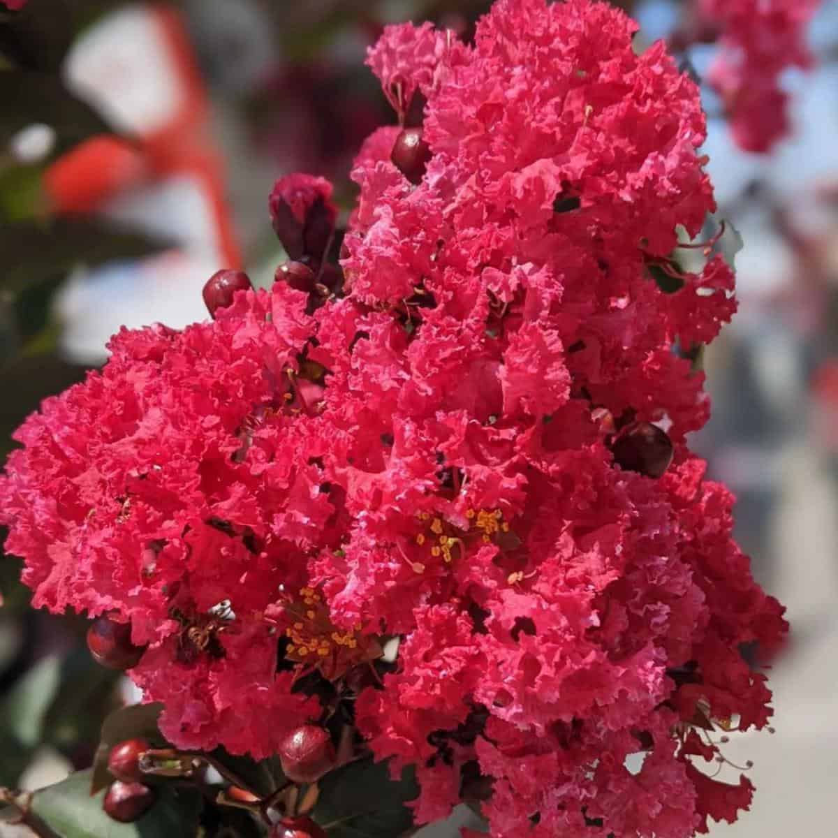 How And When To Fertilize Crepe Myrtles