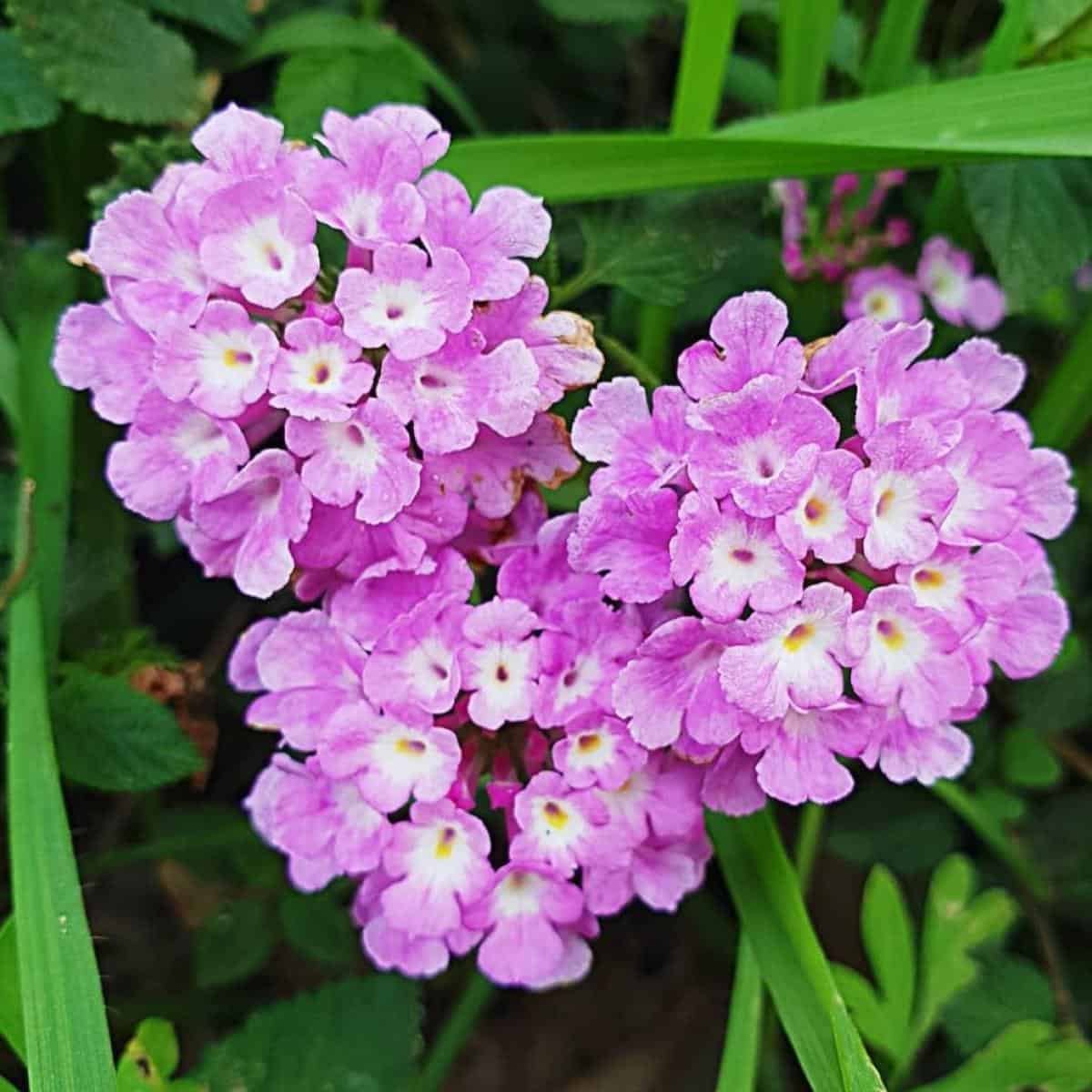 Purple Trailing Lantana Care: How To Grow Lantana Montevidensis