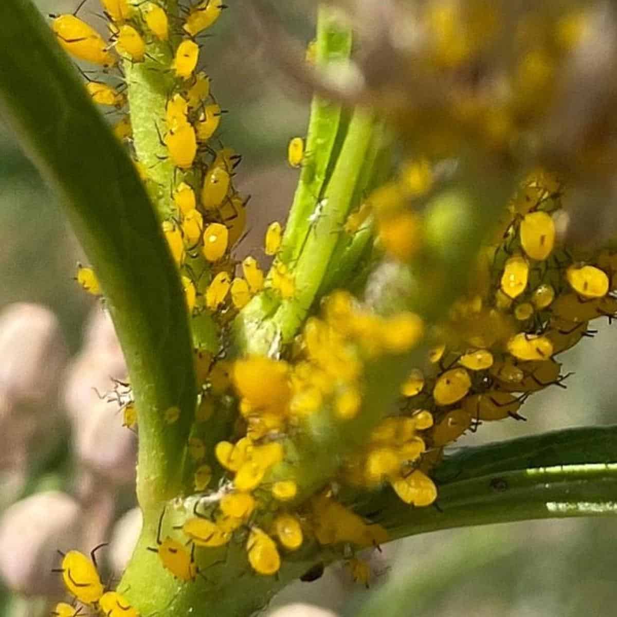 Aphids On Milkweed: Damage | Natural Control | Chemical Options